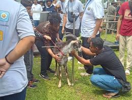 Festival Domba Kambing Seni Ketangkasan Domba Tahun 2024